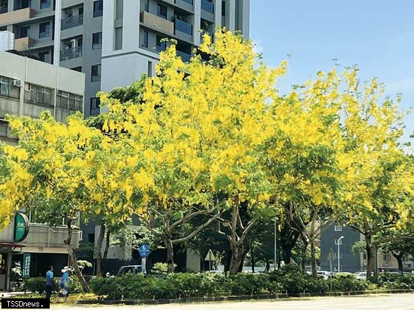 台中市的人行道及公園綠地等，皆可發現阿勃勒的身影。