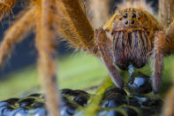 A large wandering spider –black, hooked fangs tipping its bristly, striped mouthparts –pierces the egg of a giant glass frog, injects digestive juices and then sucks in its liquefied prey.