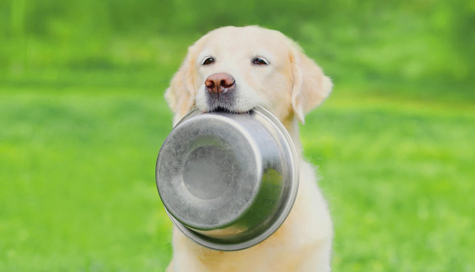 Portrait of Golden Retriever dog holding in her teeth a bowl outdoors