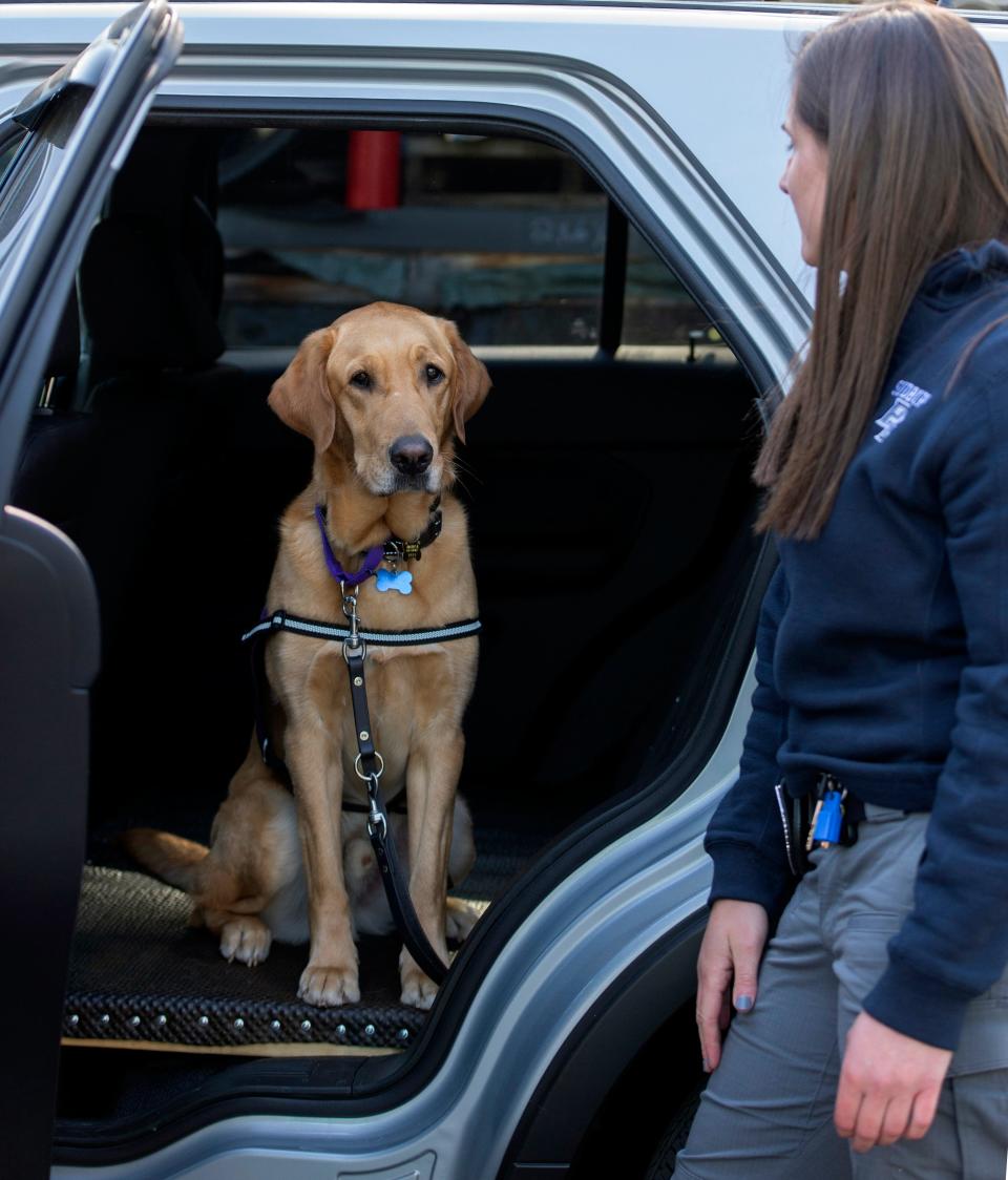 The Sudbury Police Department's new service dog, Rico, sits in the back of his patrol vehicle, May 17, 2023. With him is his handler, Officer Jessica Latini.