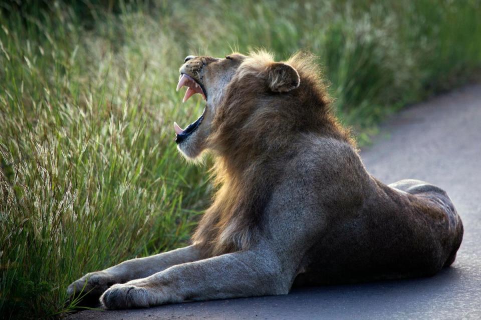 A lion lays on the side of the road in Kruger National Park (AP)