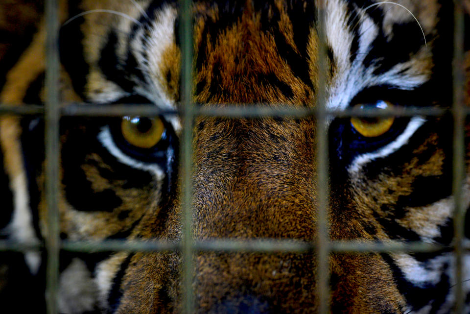 The prom’s displaying of a caged tiger has given rise to allegations of animal cruelty. (Photo: Dodik Putro/EyeEm/Getty Images)