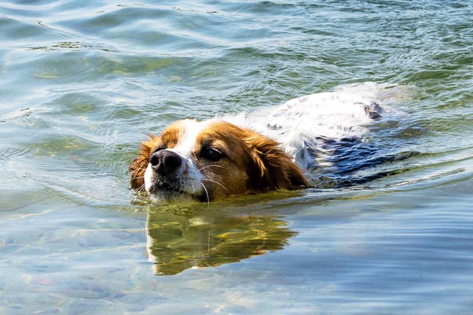 <p>Frank Hammerschmidt/picture alliance/Getty</p> Stock photo of a dog swimming in a lake 