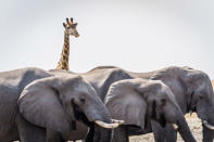 <p>A giraffe stands behind a herd of elephants. (Bobby-Jo Clow/Caters News Agency) </p>