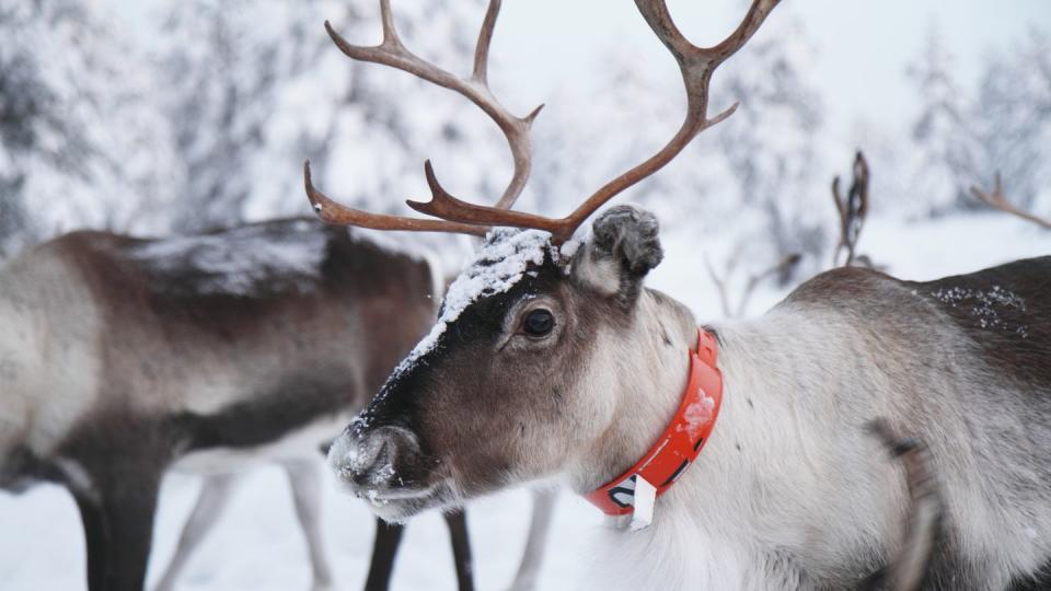 how many reindeer does santa have