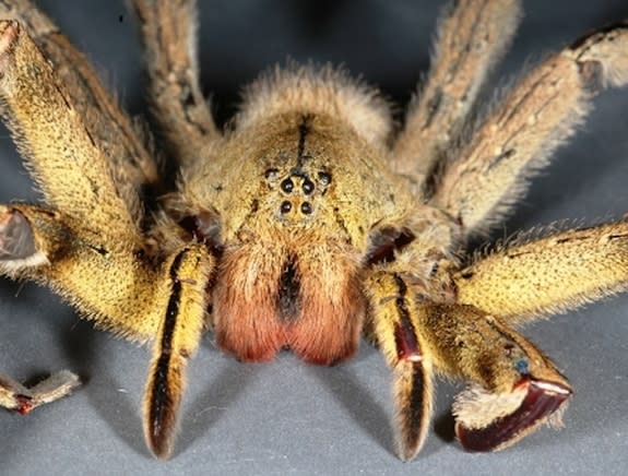 A species of Brazilian wandering spider belonging to the genus Phoneutria.