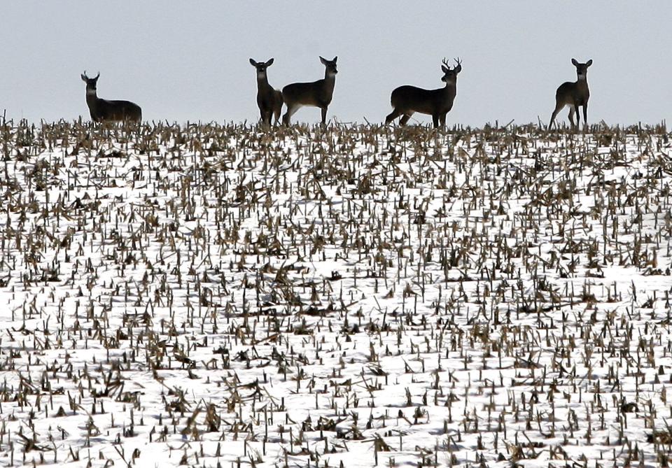 Epizootic hemorrhagic disease causes has killed at least 773 deer in Warren County, Iowa, officials say.