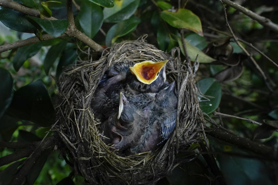 A robin nestling reaches out with an open beak to be fed, Thursday, May 6, 2021, in Silver Springs, Md. (AP Photo/Carolyn Kaster)