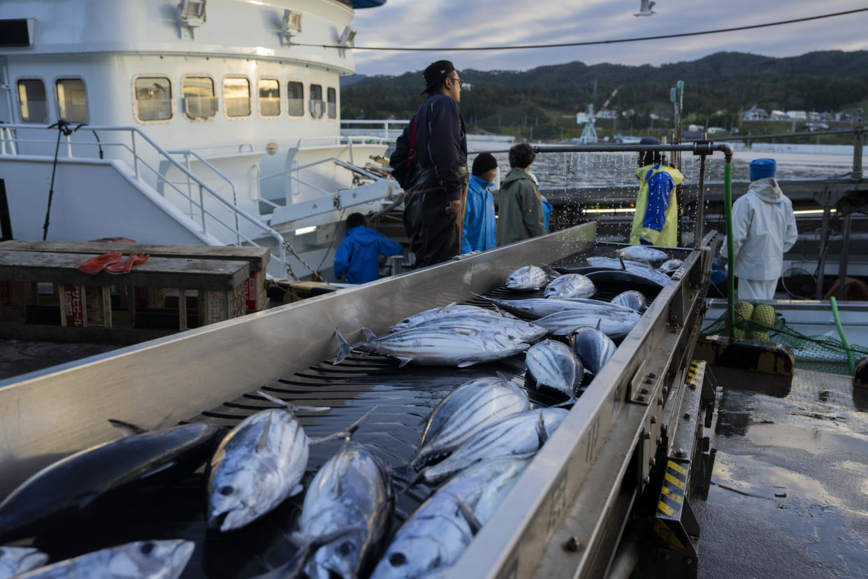 Trabajadores descargando bonito en un mercado de pescados en Kesennuma, prefectura de Miyagi, Japón, el 20 de octubre de 2023. (Hiroko Masuike/The New York Times)