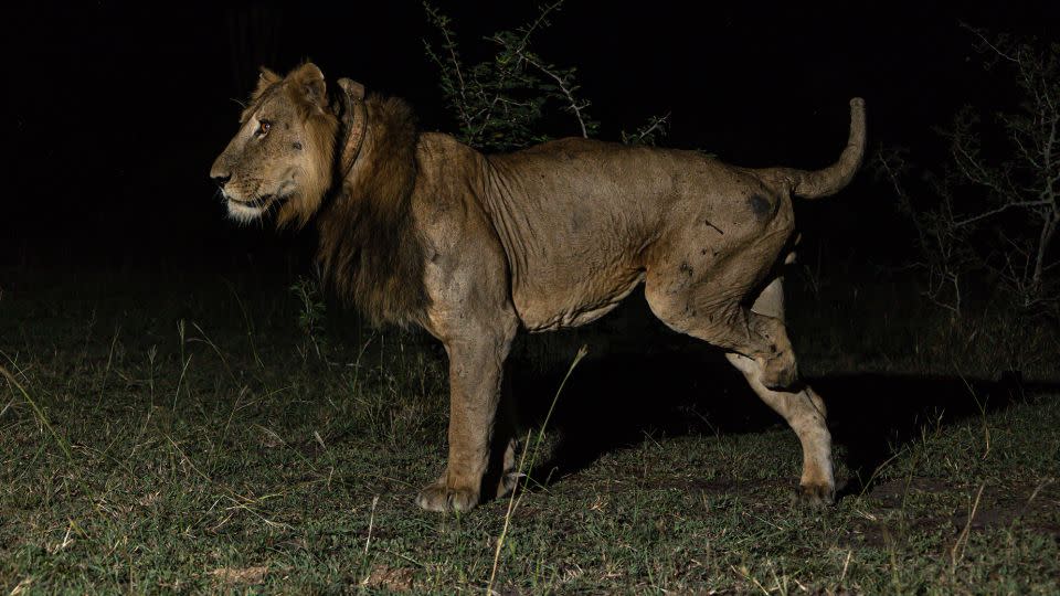 Jacob the lion had to have his leg amputated after it got caught in a steel poacher's trap. - Alex Braczkowski/Griffith University