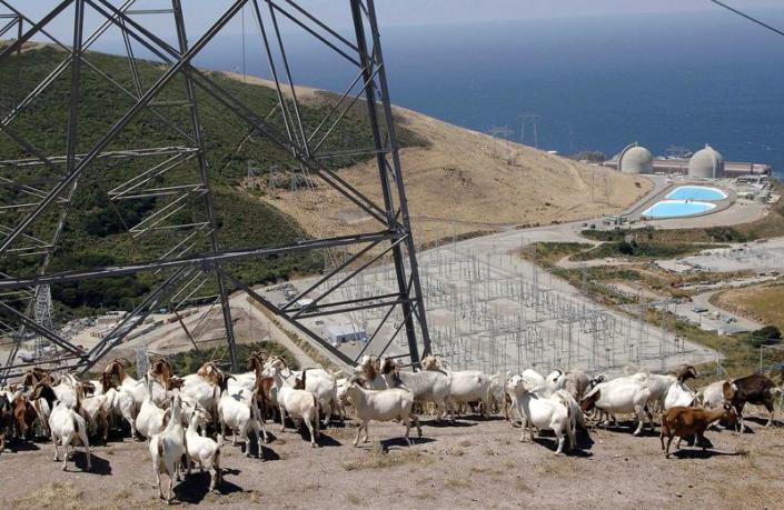FILE PHOTO: A flock of goats gather under a set of power lines above Diablo Canyon nuclear power plant at Avila ...
