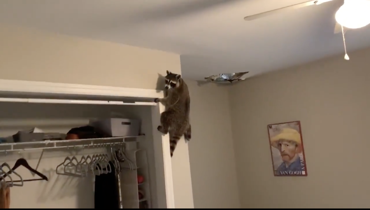 Haley Illiff shared live updates of the process of removing a family of raccoons infesting her Florida apartment on Twitter (Twitter/@WolfAlice)