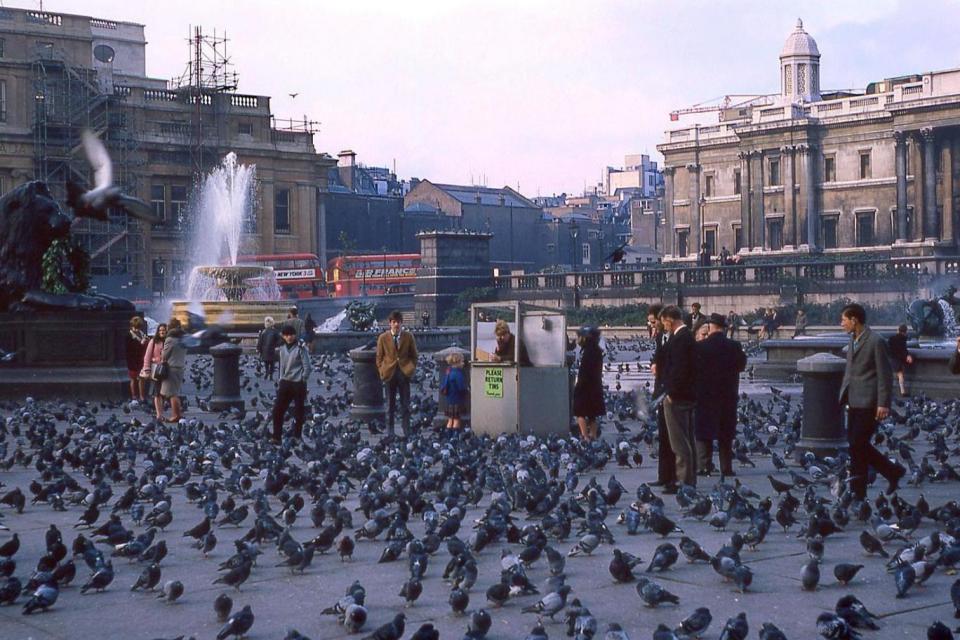 Feed the birds: Pigeons swarm in Trafalgar Square in a photo taken during the 1960s. (Gary Nordquist)