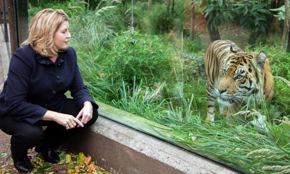 Penny Mordaunt meets a tiger during a visit to ZSL London Zoo. 