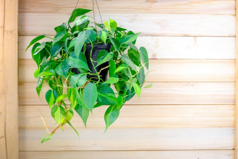 best indoor and outdoor hanging plants brasil philodendron