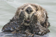 La foto di Harry Walker che mostra una lontra con le zampe sul muso, si intitola "Oh My!" ed è stata la più votata dal pubblico. ©Harry Walker / Comedy Wildlife Photography Awards 2019