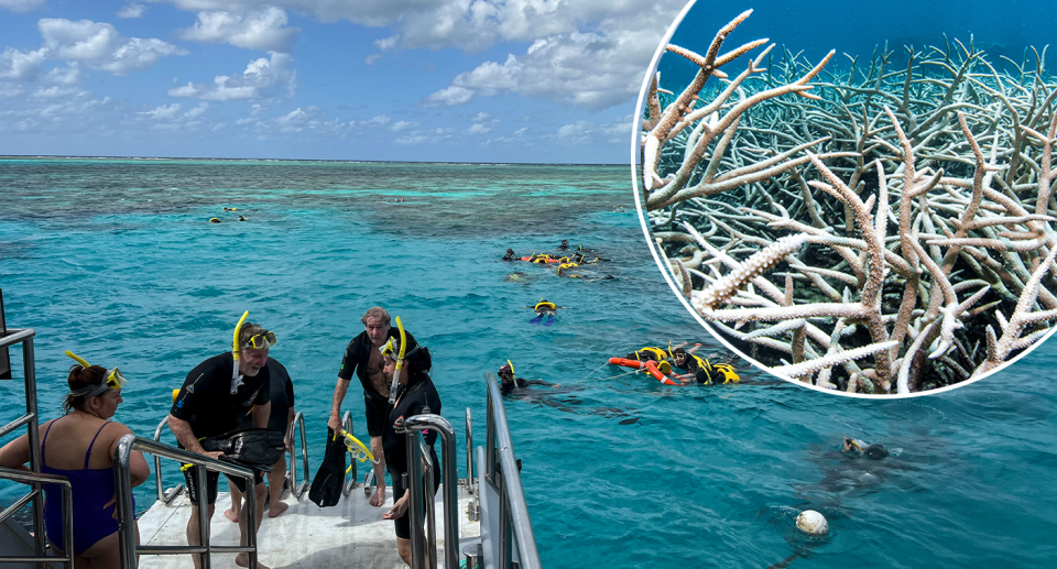 People diving off a boat on the Great Barrier Reef. Inset : bleached coral.