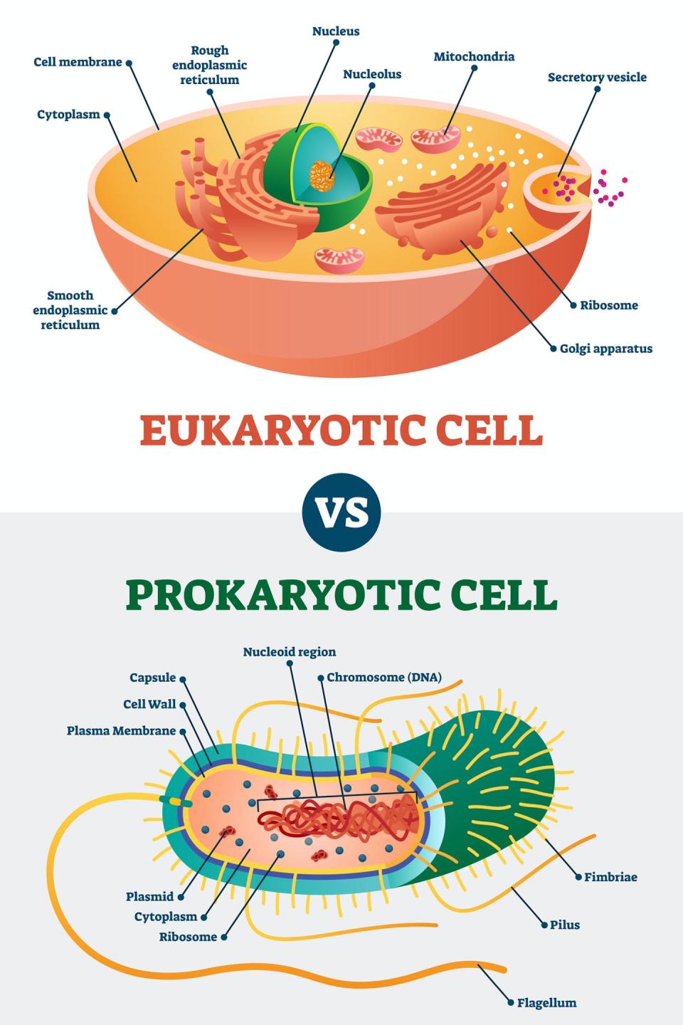 Unlike prokaryotic cells, eukaryotic cells have membrane-enclosed structures like a nucleus and mitochondria. <a href="https://www.gettyimages.com/detail/illustration/eukaryotic-vs-prokaryotic-cells-educational-royalty-free-illustration/1201105509" rel="nofollow noopener" target="_blank" data-ylk="slk:VectorMine/iStock via Getty Images Plus;elm:context_link;itc:0;sec:content-canvas" class="link ">VectorMine/iStock via Getty Images Plus</a>