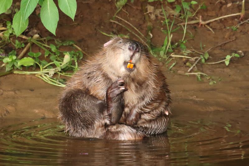 Beaver is pictured at River Otter, Devon