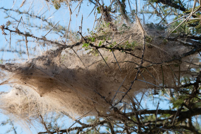 Spiders that hunt in groups synchronise their movement to catch prey