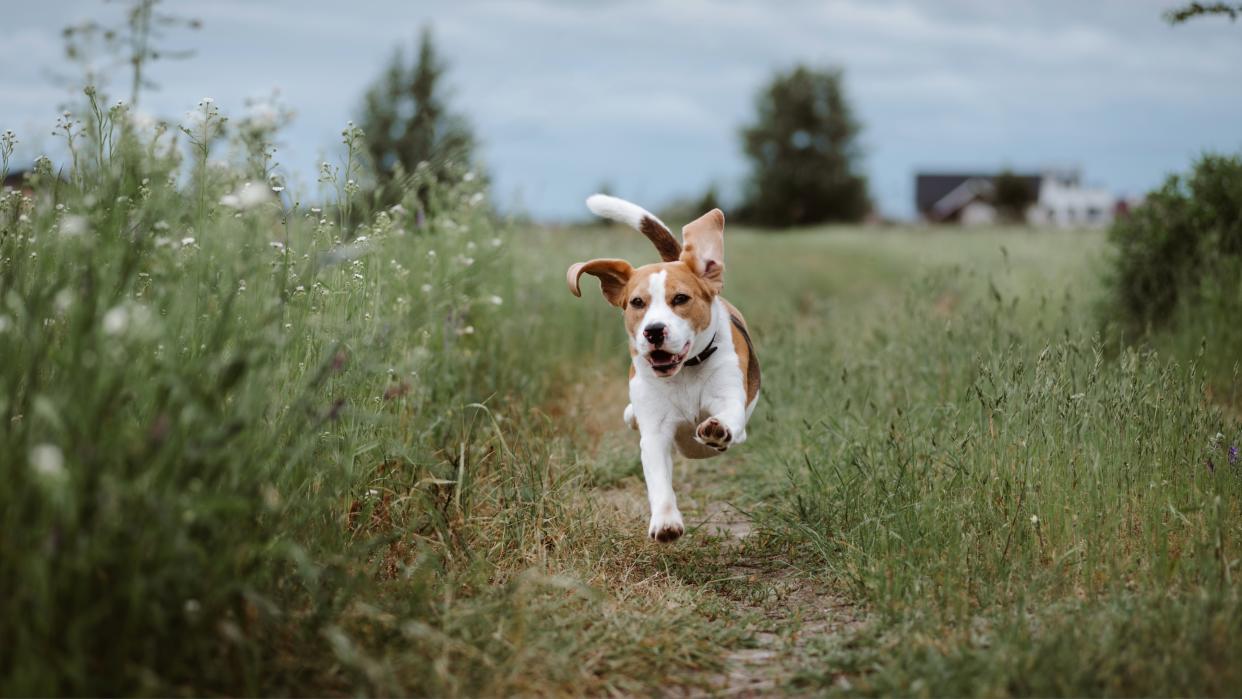  Happy Beagle running through field. 