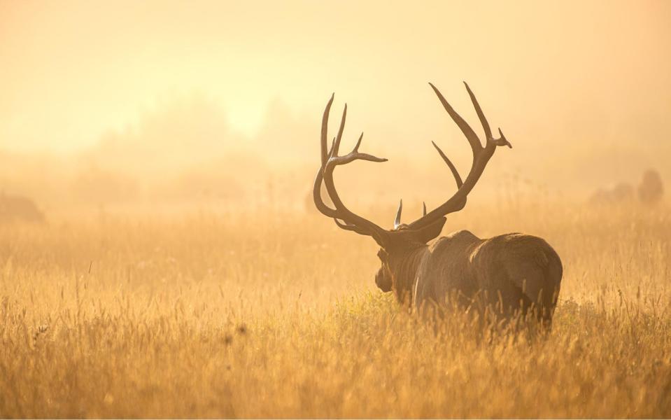 Kahuna, a Rocky Mountain National Park bull elk named for its large antlers, is shown in this undated photo. A group is raising funds to create a life-size bronze statue of the beloved elk that died in March.