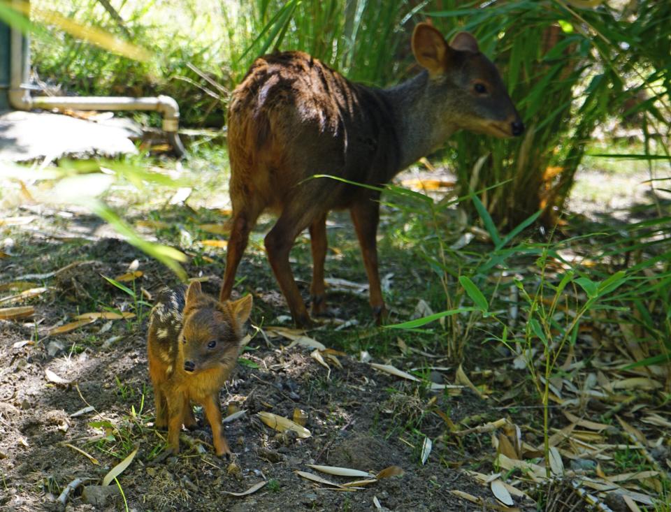 Baby pudu deer born at oakland zoo