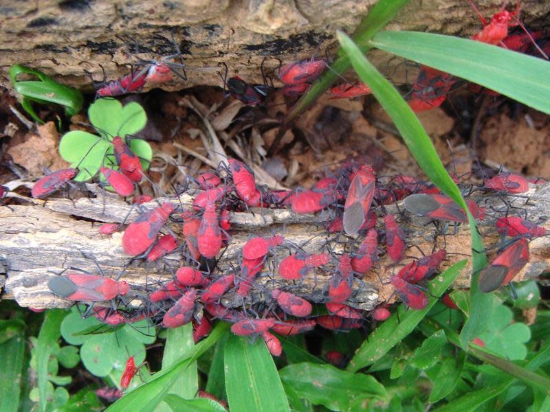 在台灣欒樹周遭布滿紅色的蟲蟲其實是紅姬緣椿象，牠們對於環境或人體無害，民眾無須害怕。（新北市景觀處提供）
