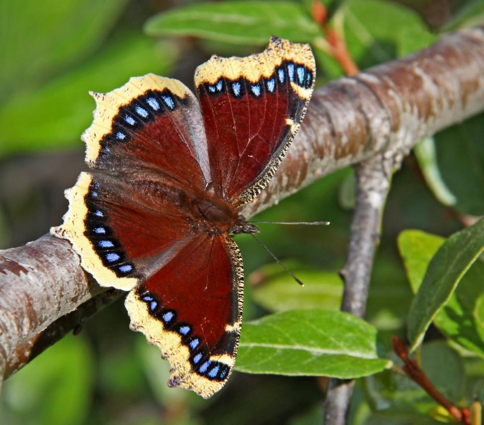 <p><strong>Mourning Cloak </strong><br><br>Montana's state insect is this distinctive butterfly known for its maroon and yellow coloring. </p>