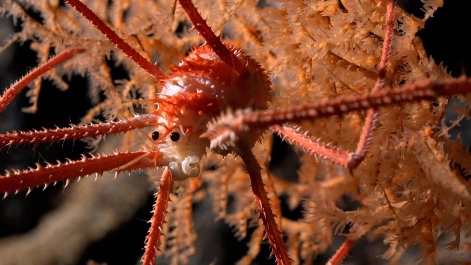 Während einer Expedition des Schmidt Ocean Institute wurde eine Languste in einer Koralle entdeckt. - Copyright: ROV SuBastian/Schmidt Ocean Institute