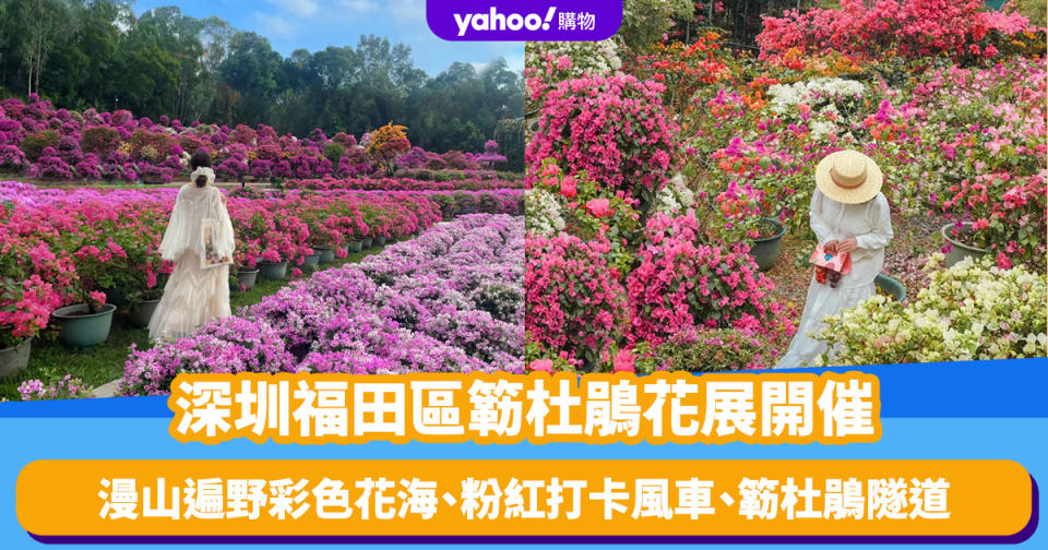 深圳好去處｜福田區簕杜鵑花展開催！漫山遍野彩色花海、粉紅打卡風車、簕杜鵑隧道（附前往方法）