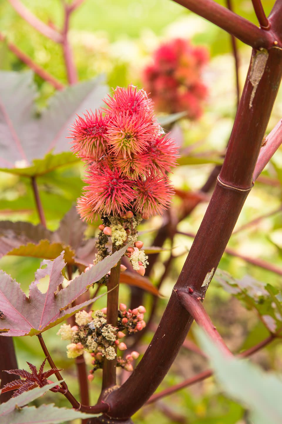 Castor Oil Plant