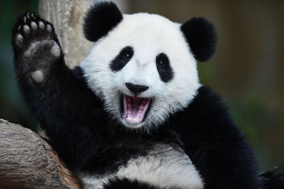 <p>One-year-old female giant panda cub Nuan Nuan reacts inside her enclosure during joint birthday celebrations for the panda and its ten-year-old mother Liang Liang at the National Zoo in Kuala Lumpur on August 23, 2016. Giant pandas Liang Liang, aged 10, and her Malaysian-born cub Nuan Nuan, 1, were born on August 23, 2006 and August 18, 2015 respectivetly. (Mohd Rasfan/AFP/Getty Images)</p>