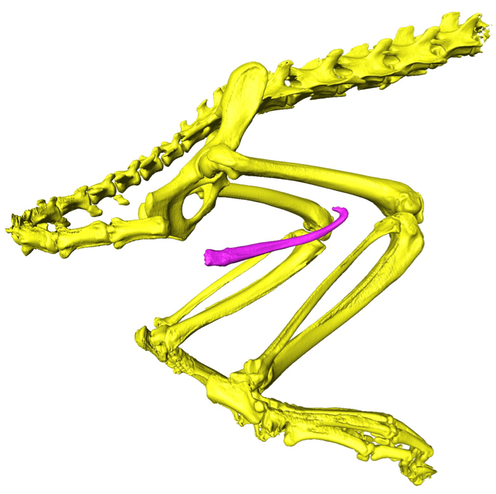 <span class="caption">A 3D model of the skeleton of a European polecat. Penis bone (baculum) is highlighted in pink. </span> <span class="attribution"><span class="source">Charlotte A. Brassey</span>, <span class="license">Author provided</span></span>