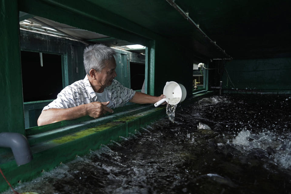 Arthur Lee, owner of MoVertical Farm, feeds his fish inside a shipping container in Yuen Long, Hong Kong's New Territories Tuesday, Sept. 22, 2020. After a career making the shipping containers that transport untold tons of freight around the world, Lee has stuck with the metal boxes in retirement, now by repurposing them as farming environments for raising crops and fish. Operating on a rented 1,000 square meter patch of wasteland in the Hong Kong's rural area, Lee's MoVertical Farm utilizes around 30 of the decommissioned containers to raise red water cress and other local vegetables hydroponically, which eliminates the need for soil. A few are also used as ponds for freshwater fish. (AP Photo/Kin Cheung)