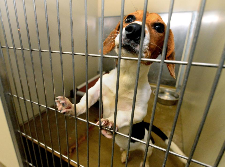 Milo a one year-old beagle stands against the bars of his cage at the Sangamon County Animal Control Center Tuesday May 24, 2022. [Thomas J. Turney/ The State Journal-Register]