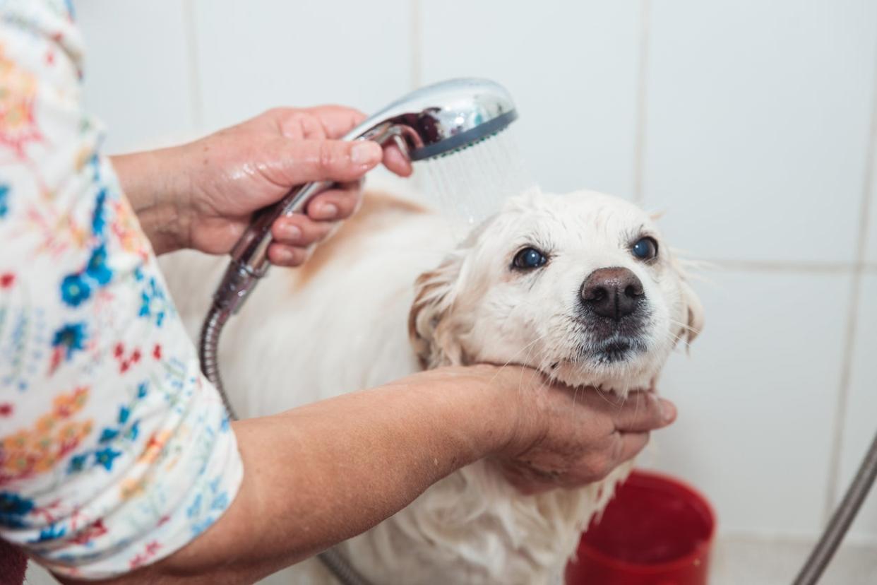 DIY Dog Wash Station