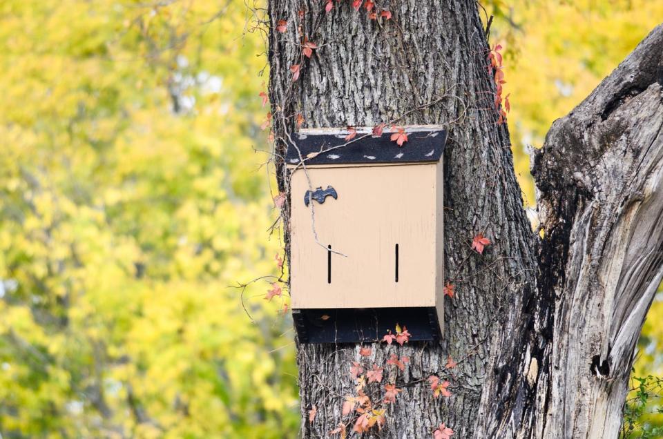 A bat house hangs in a tree with yellow fall leaves in the background.