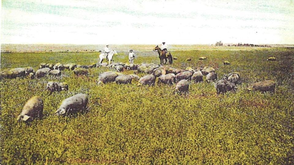 Colorized postcard of pigs feeding on alfalfa at the Wolffarth Farm north of Lubbock, early 1900s.