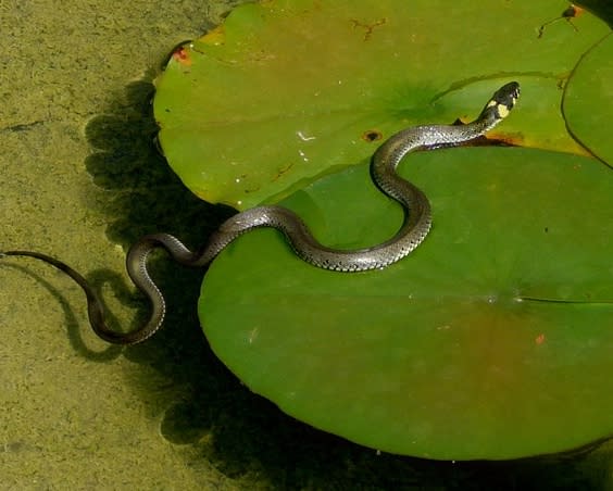 海蛇的尾巴與一般的蛇長得不一樣。（示意圖／Pixabay）