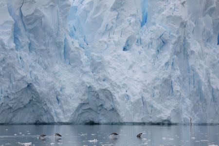 FILE PHOTO: Penguins swim next to a glacier in Neko Harbour, Antarctica, February 16, 2018. REUTERS/Alexandre Meneghini/File Photo