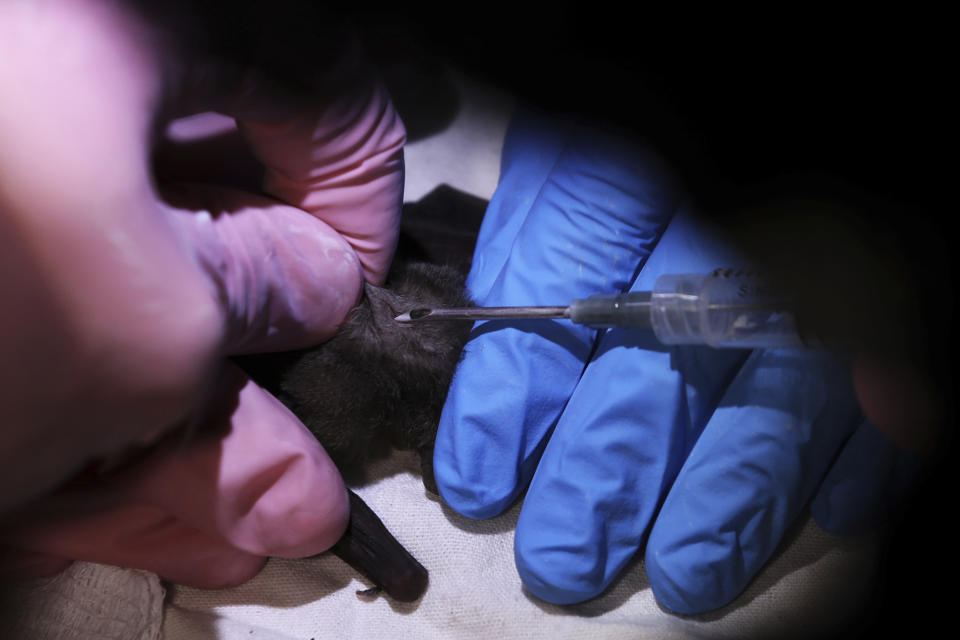 Mexico's National Autonomous University, UNAM, Ecology Institute students Samara Perez, left, and Fernando Gual implant a tracking microchip in a Mexican long-tongued bat after it was briefly captured in a net and examined before being released at the university's botanical gardens in Mexico City, Tuesday, March 16, 2021. The researchers are trying to learn as much about the bat's incursion in Mexico City as they can. (AP Photo/Marco Ugarte)