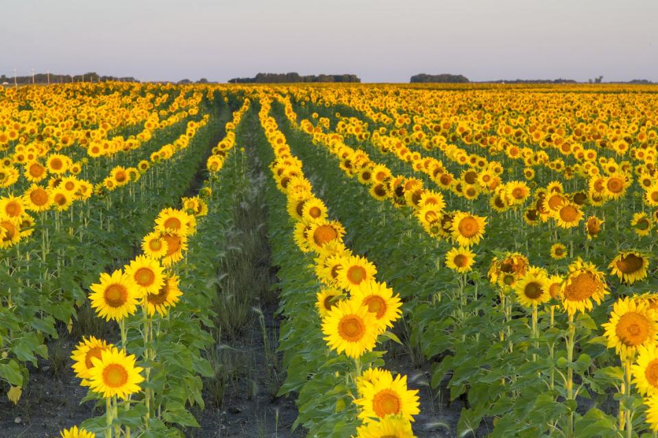 North Dakota: Sunflower Fields