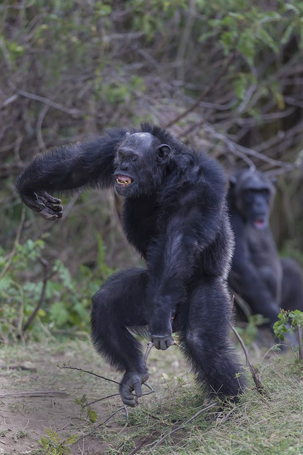 Alpha Chimpanzee male dances in victory after chasing away the other clan's chimpanzees.