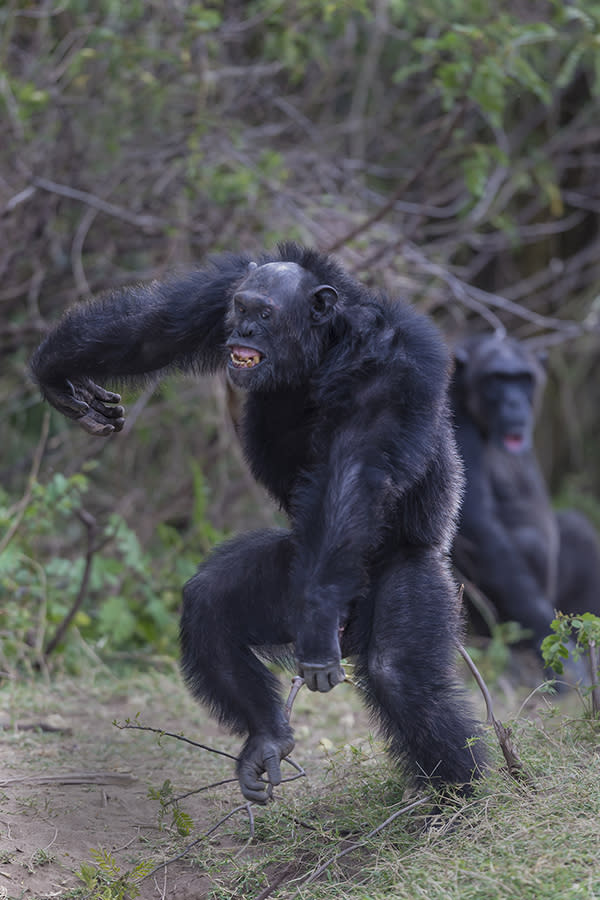 Alpha male Chimpanzee dances in victory after scaring off the chimps from the other clan.