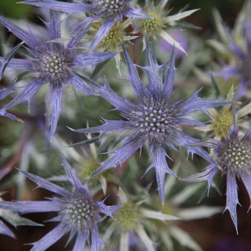 2. Sea holly