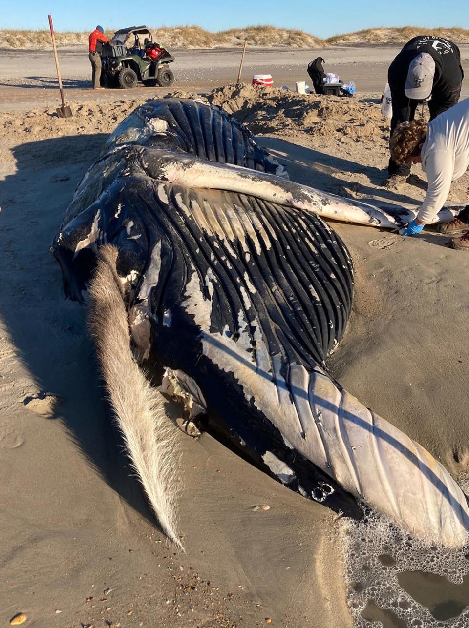 A 31-foot humpback whale washed up at Cape Lookout National Seashore on Dec. 28.

Image credit: NPS photo