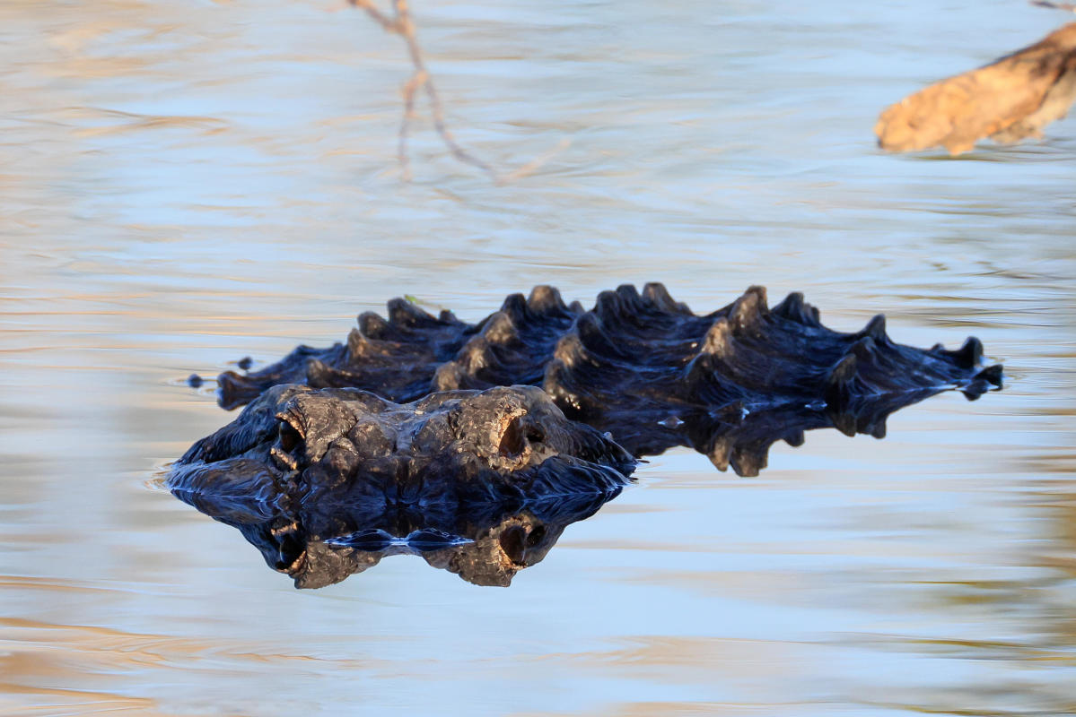 453 Leg Scars Stock Photos, High-Res Pictures, and Images - Getty Images