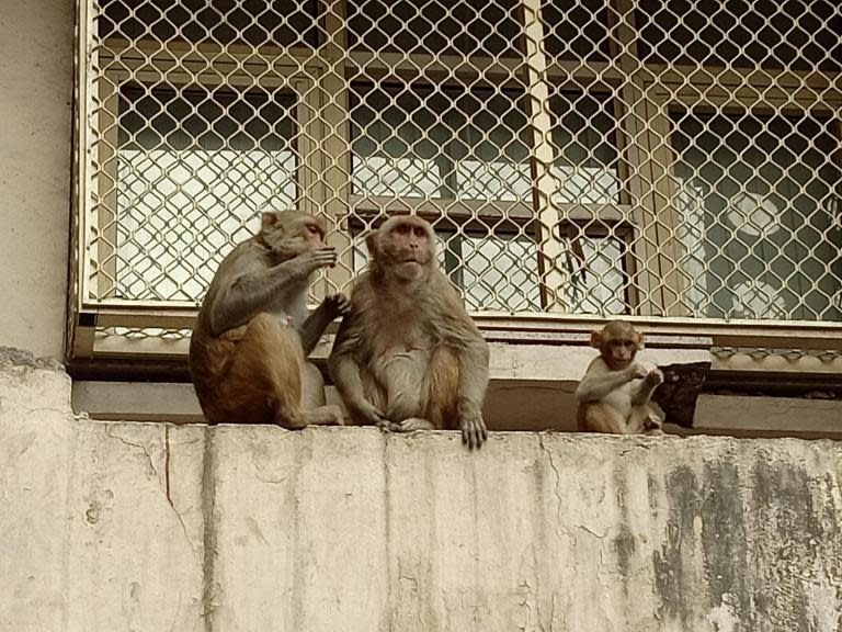 Large gangs of out-of-control monkeys run wild in India's parliamentary estate