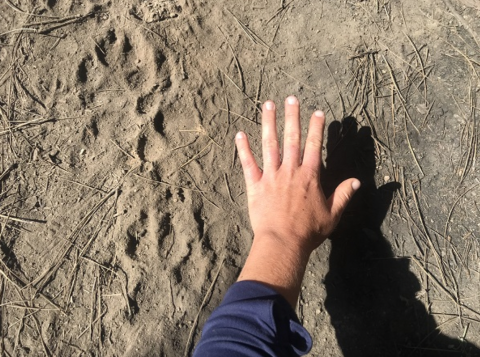 Sequoia National Forest researchers collected various samples including hair and scat to be analyzed using genetic testing. / Credit: Courtesy Samantha Winiecki-Love